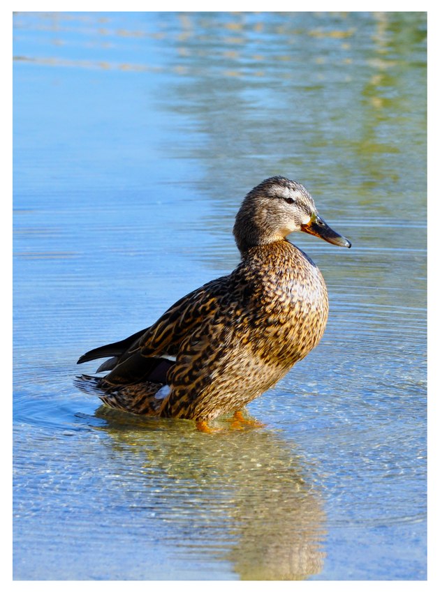 Stockente